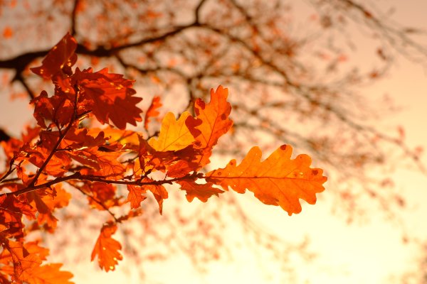 Осенние листья дуба