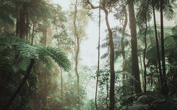 Коста Рика тропический лес