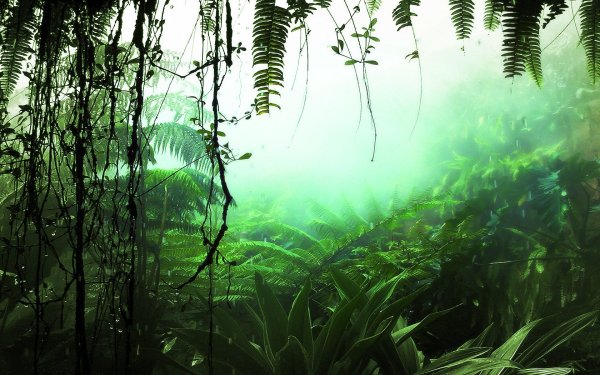 Тропические леса Амазонии растения