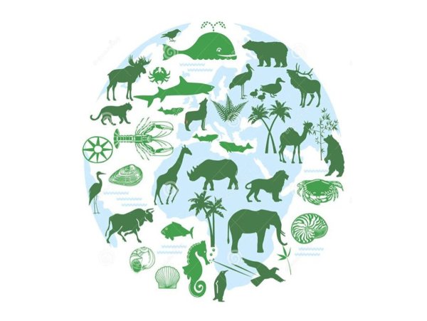 Фон экология и животные