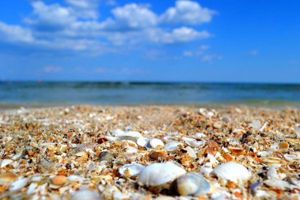 Ракушечный пляж в Геленджике