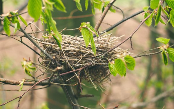 Птичье гнездо на дереве