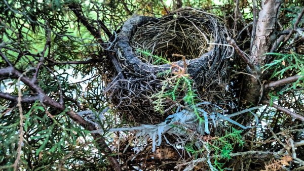 Гнездо в Кроне дерева