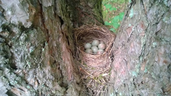 Чашеобразное гнездо