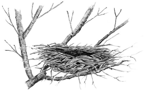 Воронье гнездо сбоку