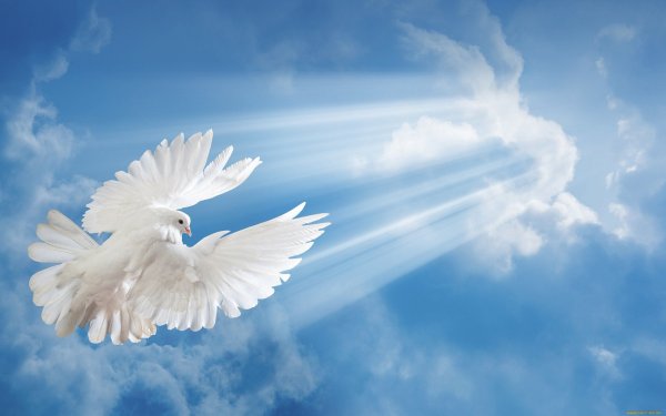 Белые птицы в небе