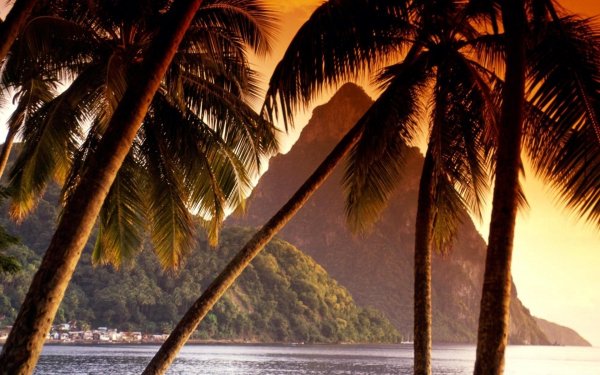 Шри Ланка океан пальмы