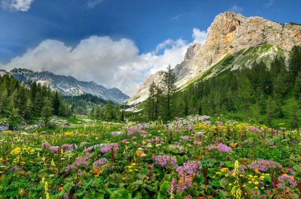 Горы Алтая Альпийские Луга