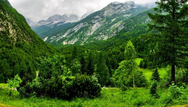 Горно-Лесной пояс Кавказа