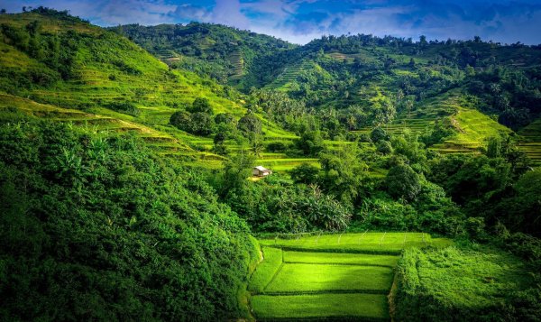Рисовые поля Вьетнам