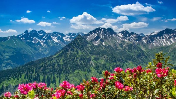 Роза Хутор красная Поляна Альпийские Луга