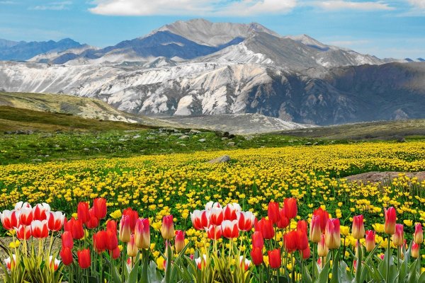 Тюльпаны в Таджикистане в горах