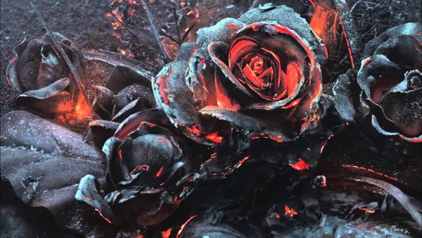 Фон горящие розы
