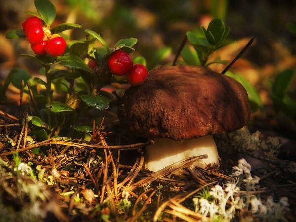 Фон грибы и ягоды в лесу