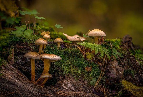 Осенние грибы в хвойном лесу