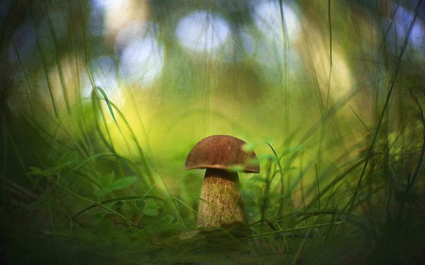 Фон лес грибы