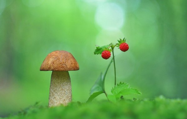 Лето лес грибы