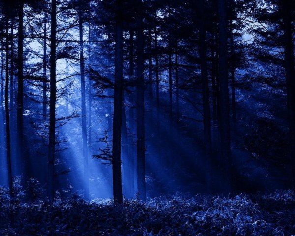 Фон густого леса ночью