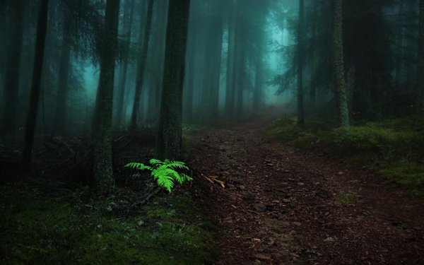 Темный лес с тропинкой