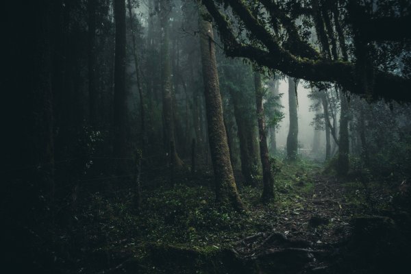 Фон густой темный лес