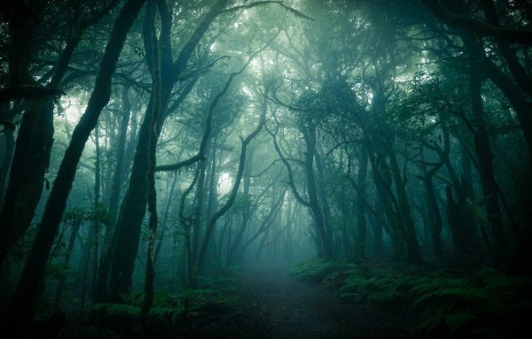 Туманный лес Сумерки