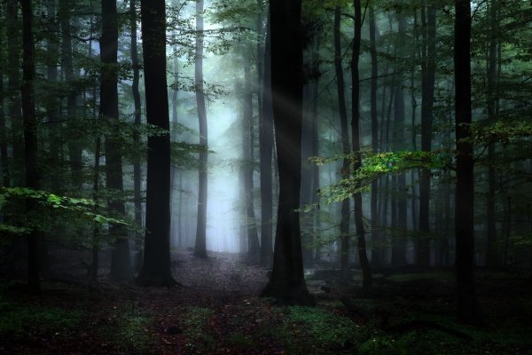 Темный лес Сумеречный лес