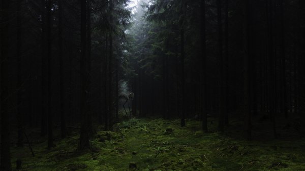 Битцевский лес ночью