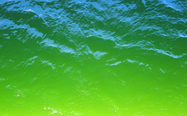 Море зеленого цвета