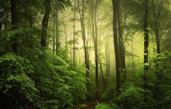 Густой Лиственный лес