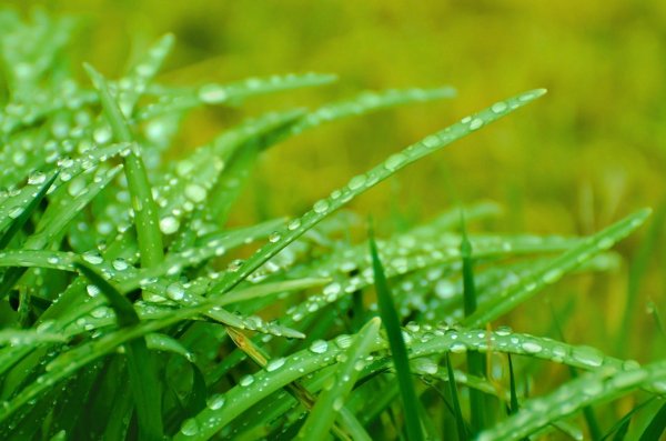 Трава в каплях дождя