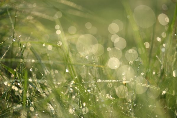 Фон капли дождя на траве
