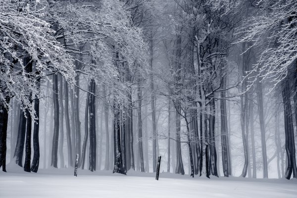 Лес в снегу