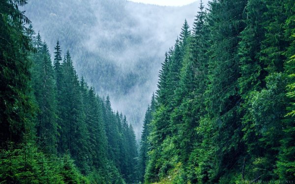 Румыния хвойный лес