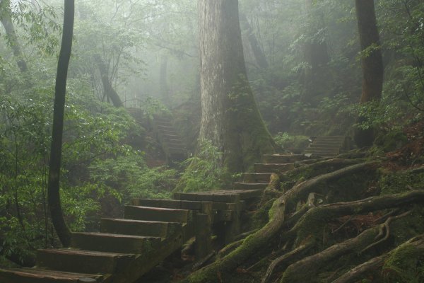 Лес у горы Фудзи в Японии