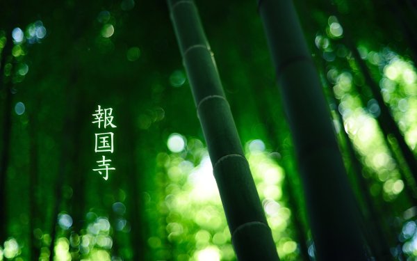Зеленый лес бамбук