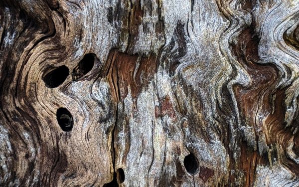 Текстура старого дерева