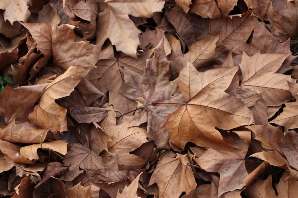 Фон коричневый осень