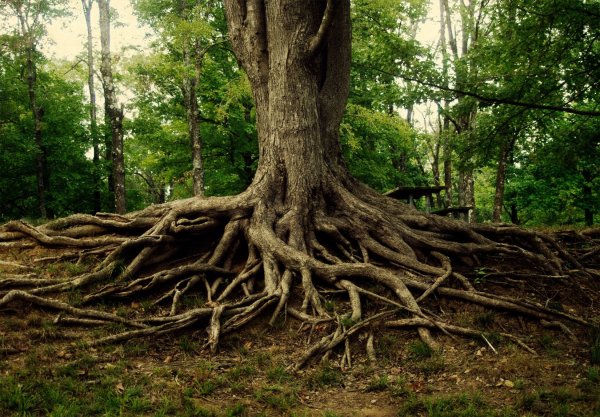 Карагач дерево корни