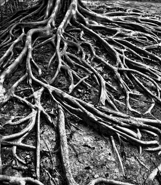 Корни деревьев в земле текстура