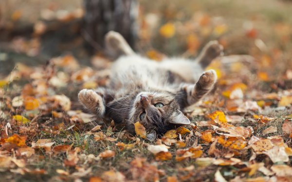 Фон кошка осень