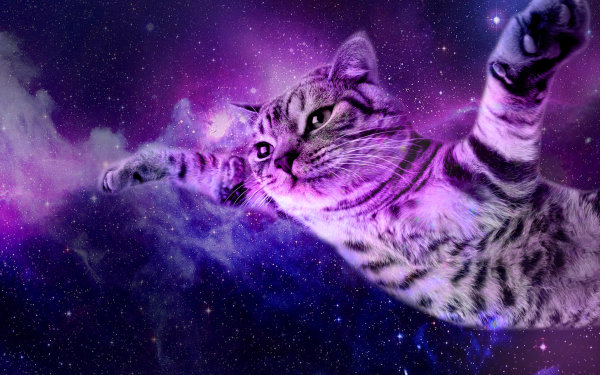 Фон кошка в космосе