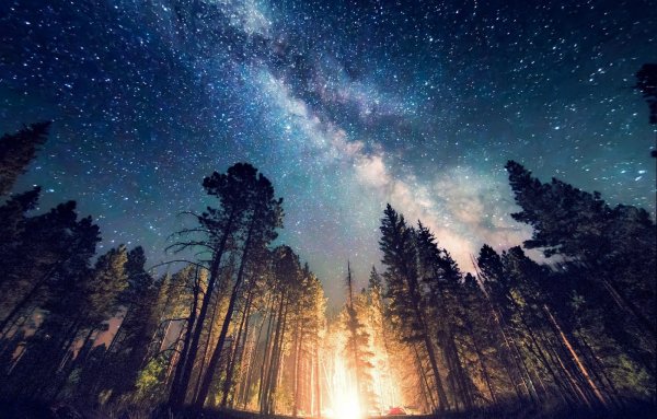 Звездное небо в лесу