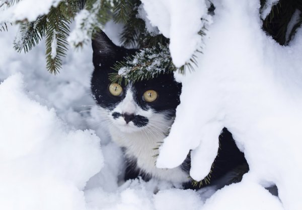 Фон кот на снегу