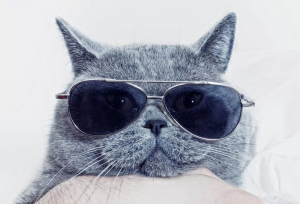 Котик в очках