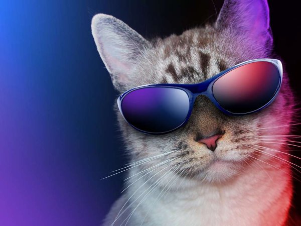 Крутой кот в очках