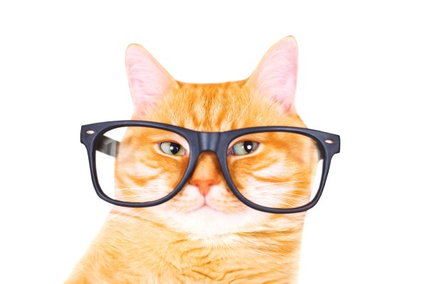 Рыжий котик в очках