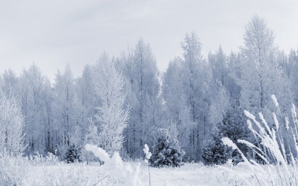 Пейзаж зимнего леса