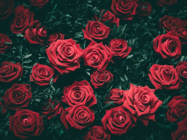 Фон красивые цветы розы