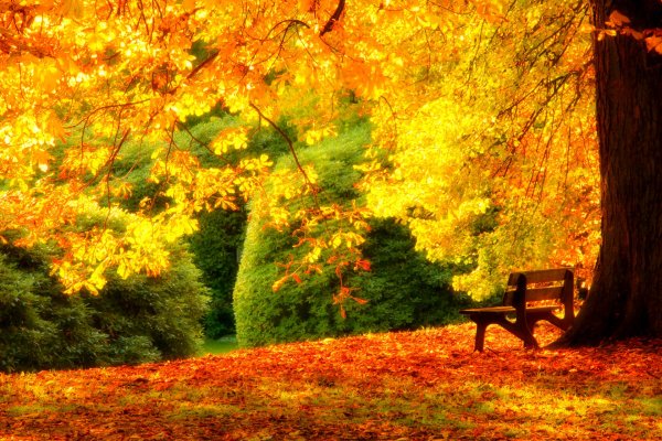 Золотая осень в парке