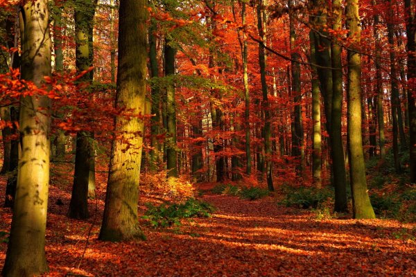 Фон красивый осенний лес